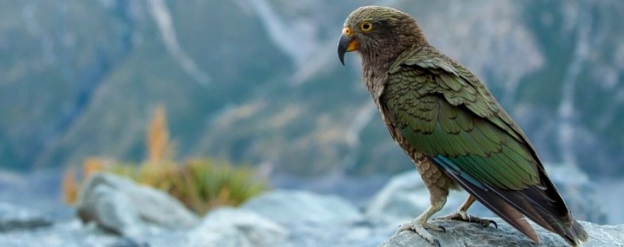 Les perroquets sont-ils capables de déchiffrer les probabilités ?