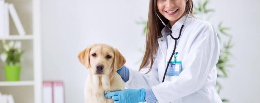L’entreprise Mars investit dans les cliniques vétérinaires