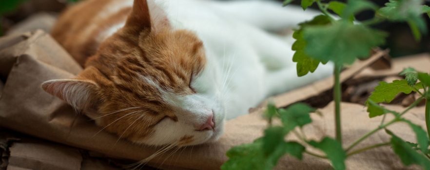 L’herbe-aux-chats protège aussi les chats des insectes