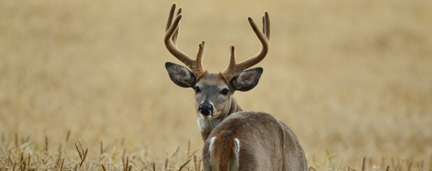 Les animaux sauvages VS le Covid 19