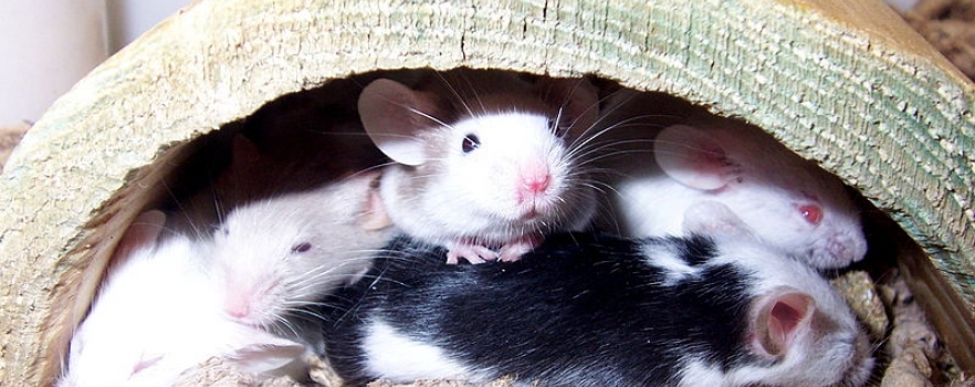 Le comportement des rats étudié par les scientifiques