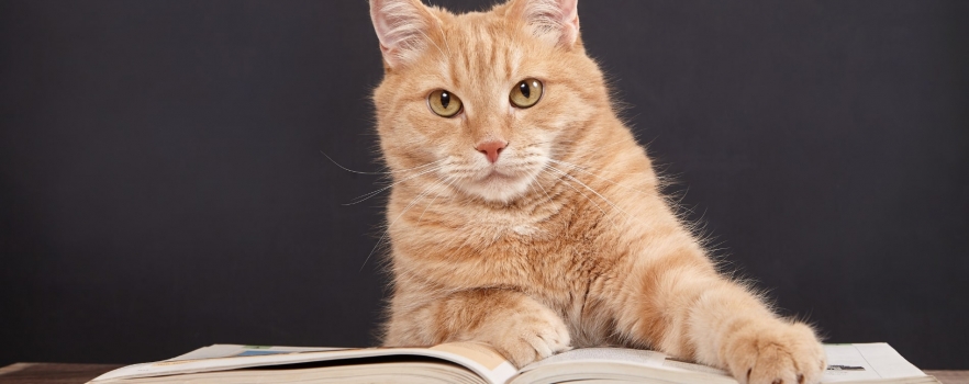 Comment financer ma formation avec Zoopro ?