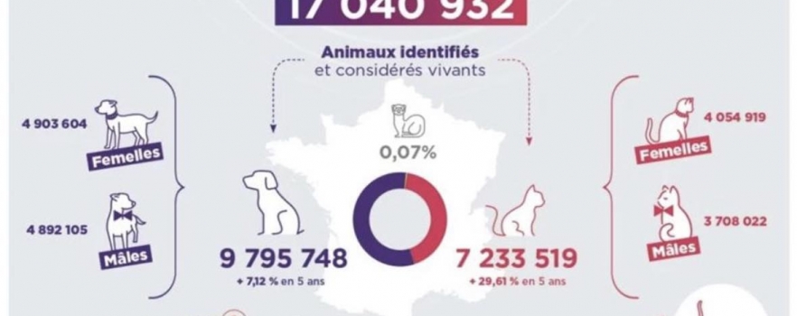 L’Amour Pour Les Animaux Grandit : Les Statistiques Le Prouvent !