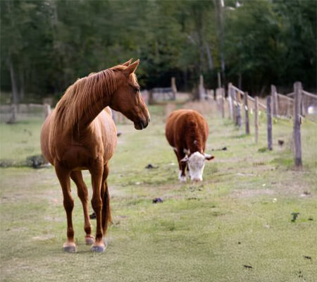 CCCC « Equins et Bovins »