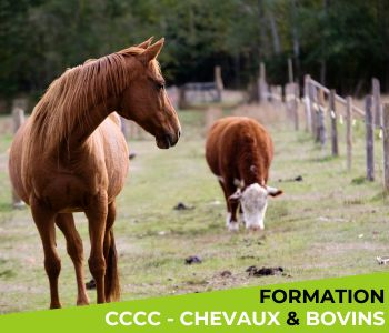 CCCC « Equins et Bovins »