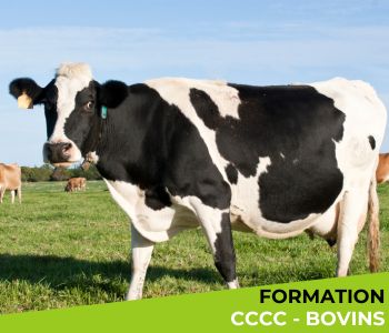 CCCC « Bovins »