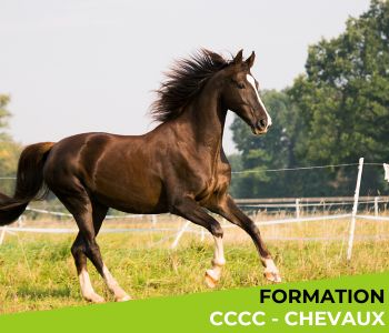 CCCC « Equins »