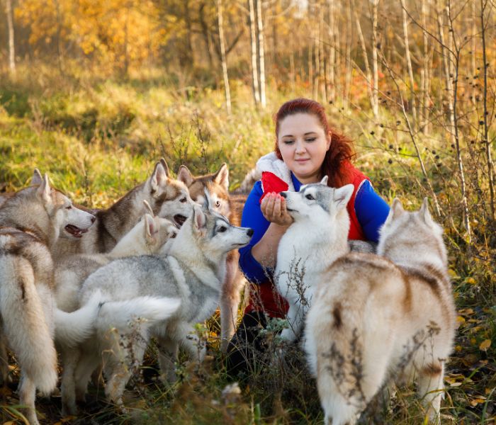 Formation éleveur canin