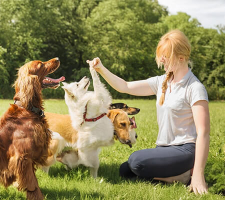 formation-comportementaliste-canin