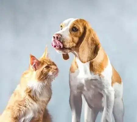 TAV « Chiens et chats »