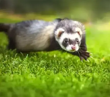 TAV « Petits mammifères & Furets »