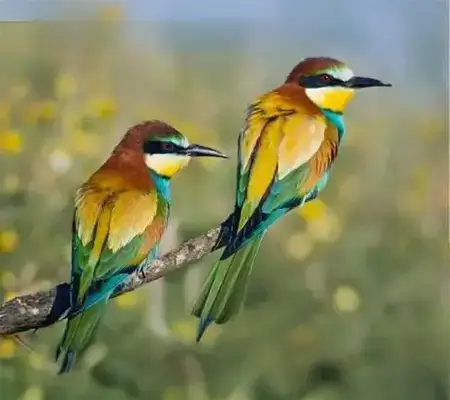 TAV « Oiseaux et Poissons »