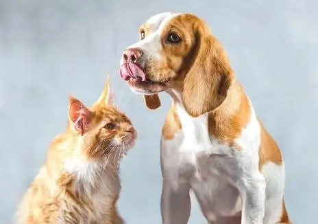 TAV « Chiens et chats »