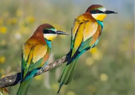 TAV « Oiseaux et Poissons »