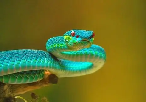 TAV « Reptiles et Amphibiens »