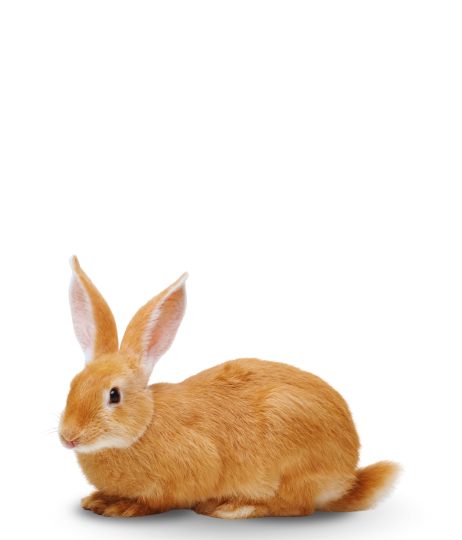 Actualisation ACACED à distance Nac