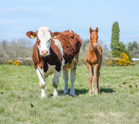 cccc chevaux vaches