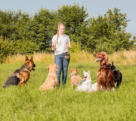 formation éducateur-comportementaliste canin