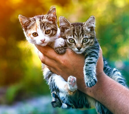 formation éleveur félin