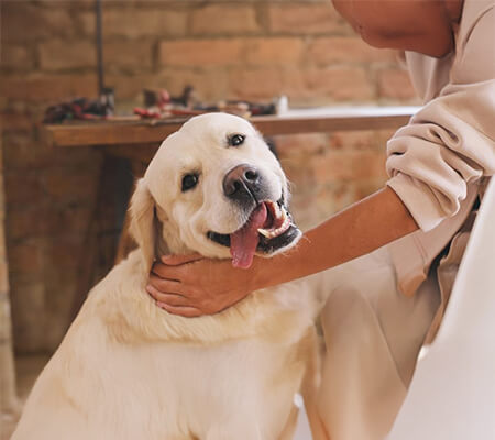 formation-pet-sitter-pension-chien-chat