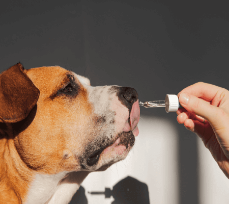 formation santé animaux