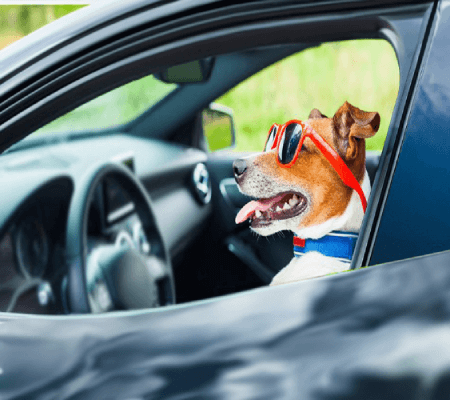 tav-transport-animaux-vivants