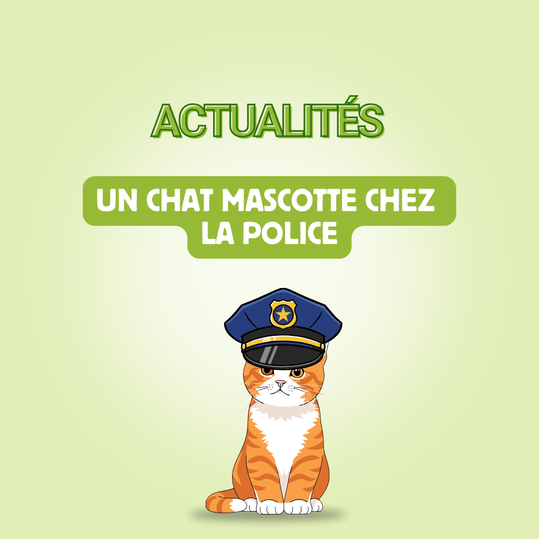 Rio, le chaton mascotte d’un commissariat qui fascine la France
