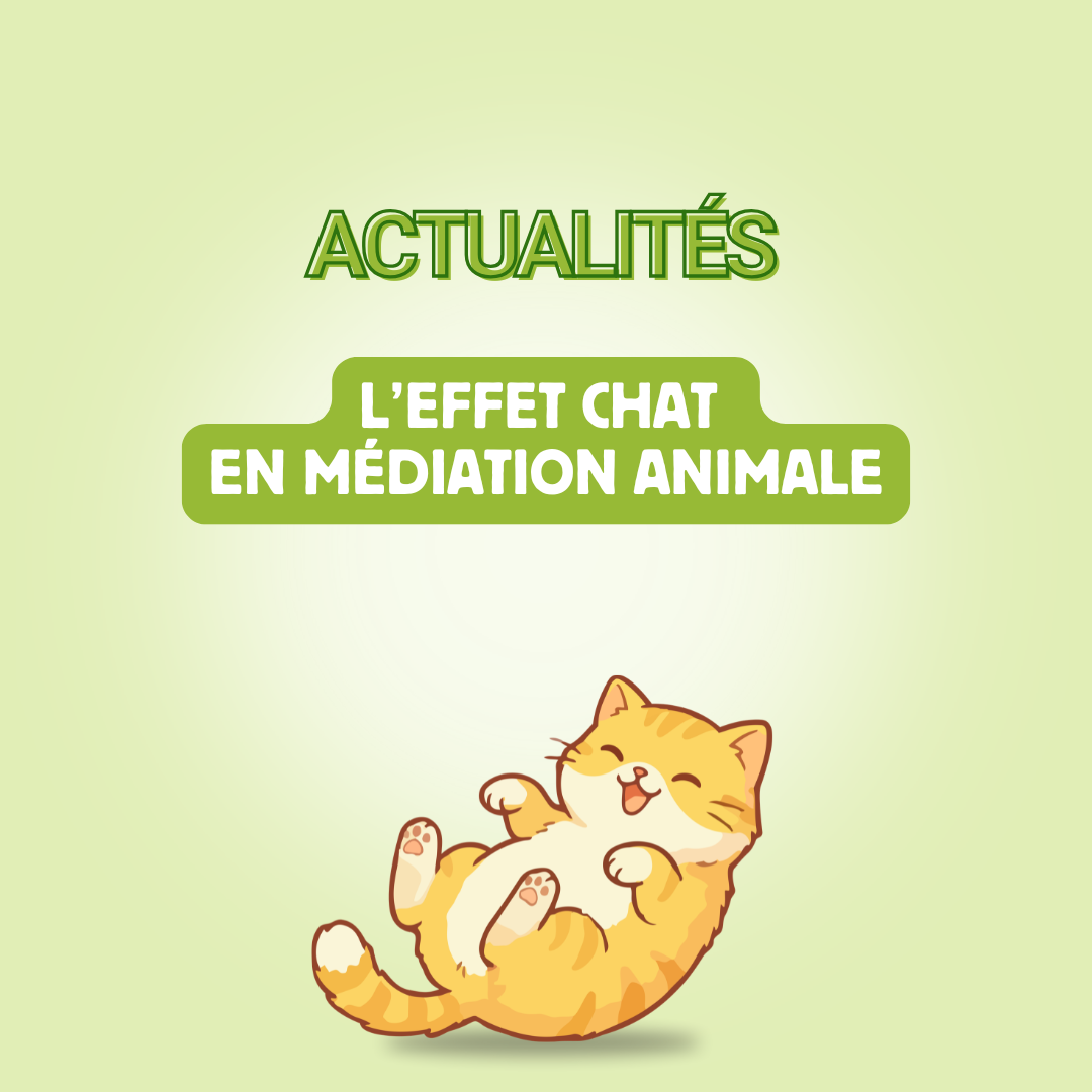 Médiation animale : quand les chats apaisent même dans les lieux inattendus