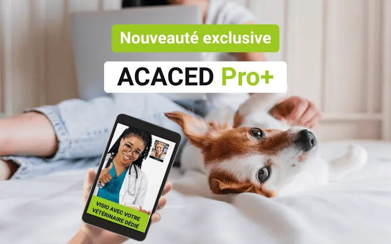 Formation ACACED PRO+, cours individuels avec un vétérinaire