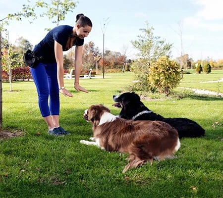 Formation éducateur canin