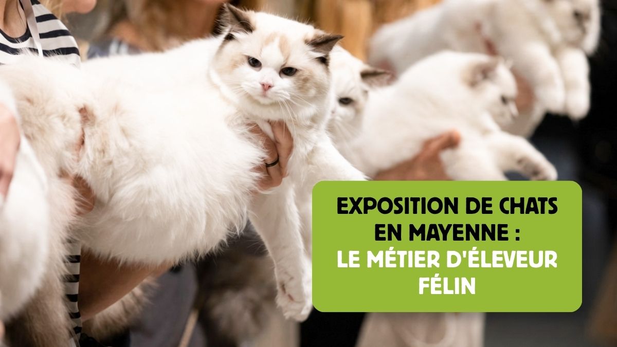 Exposition de chats en Mayenne : le métier d&rsquo;éleveur félin