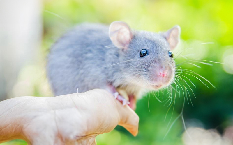 Connaissances générales sur les rats