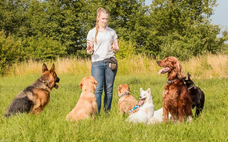 Formation éducateur comportementaliste canin à distance
