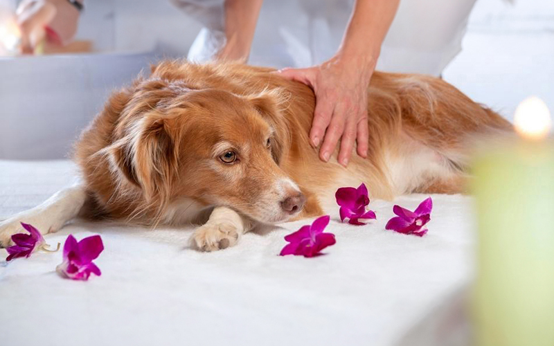 Formation à distance Massage canin et félin