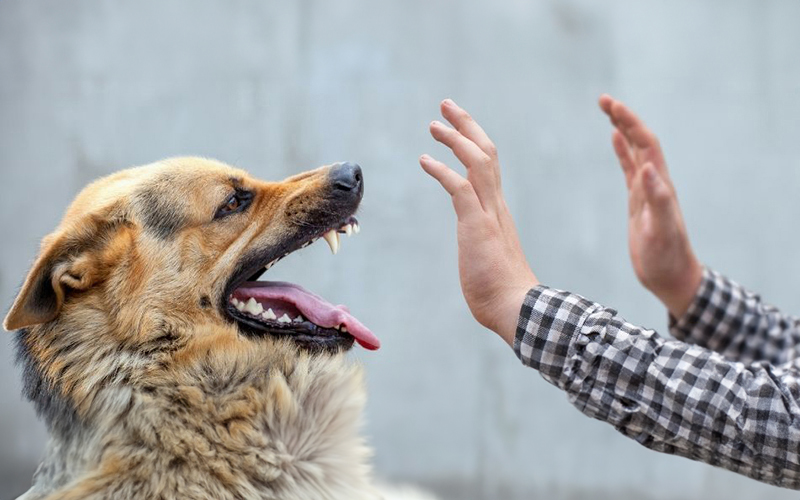 Stage De Prévention Des Morsures De Chiens