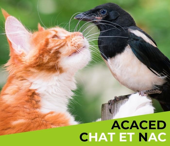 ACACED chat et nac