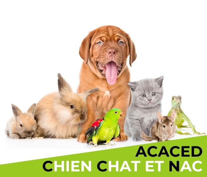ACACED chiens, chats et NAC