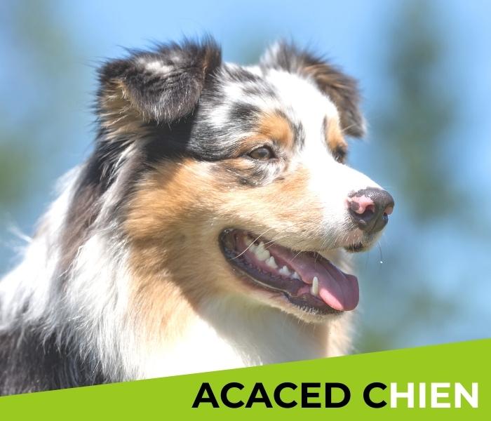 acaced chiens