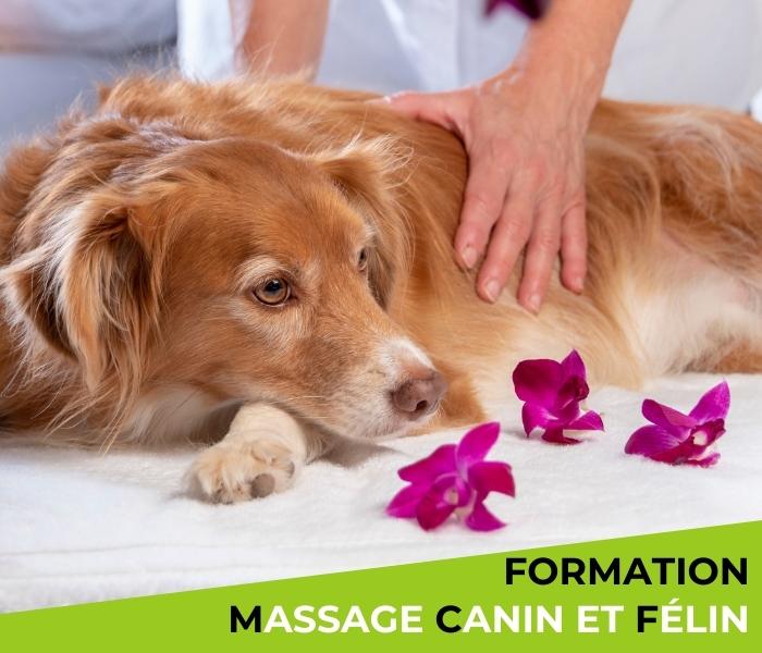 formation massage pour chiens et chats