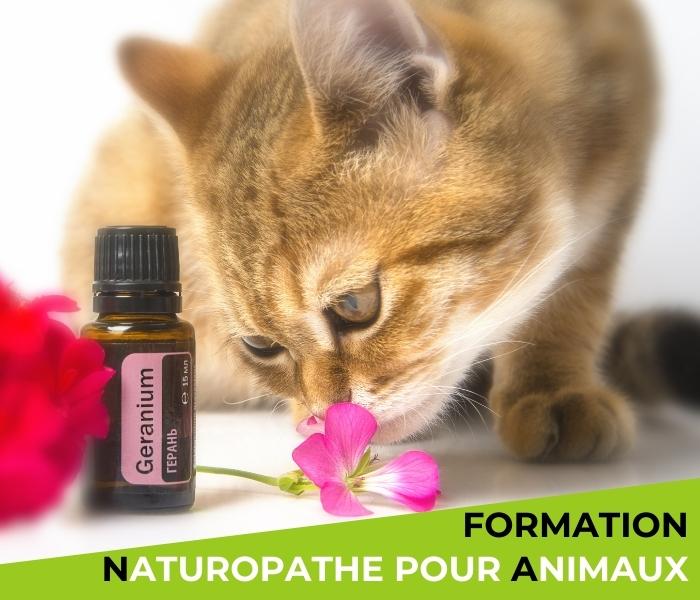 formation naturopathie chiens chats