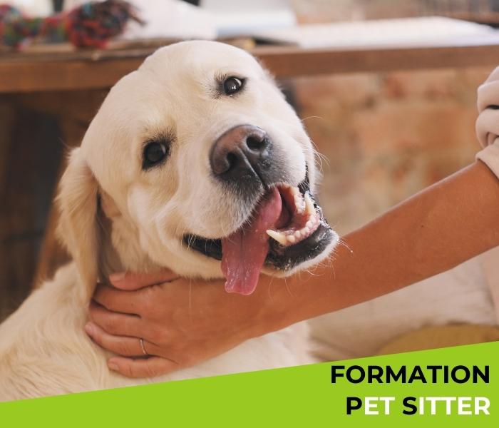 formation pet-sitter pension chiens chats