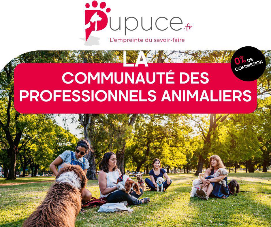 Trouvez vos premiers clients grace à Pupuce.fr, plateforme animalière sans commission