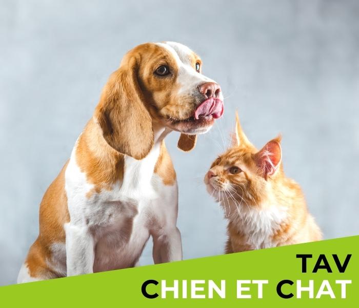 formation TAV transport chiens et chats, taxi animalier