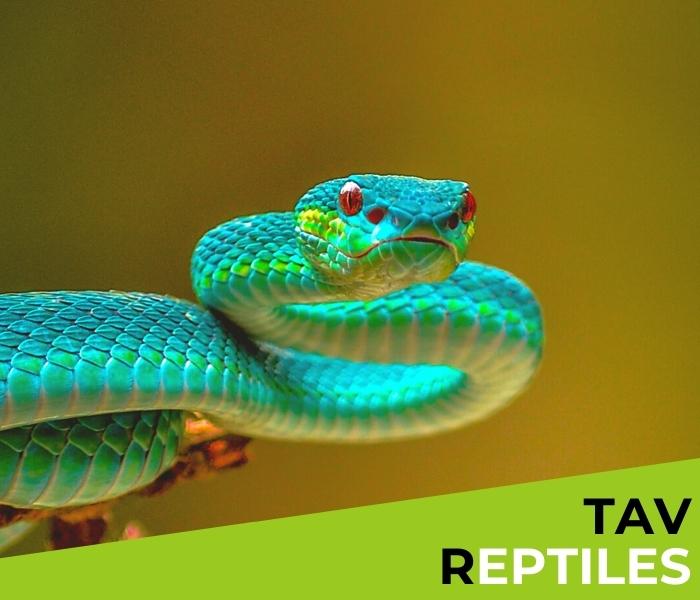 formation TAV transport reptiles et amphibiens