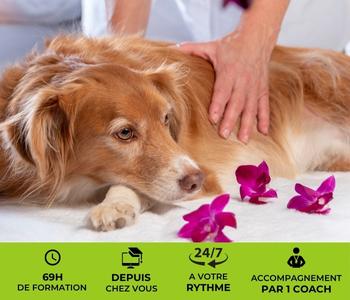 formation massage pour chiens et chats