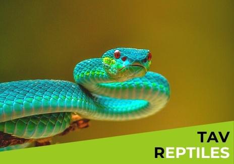 formation TAV reptiles et amphibiens, serpents